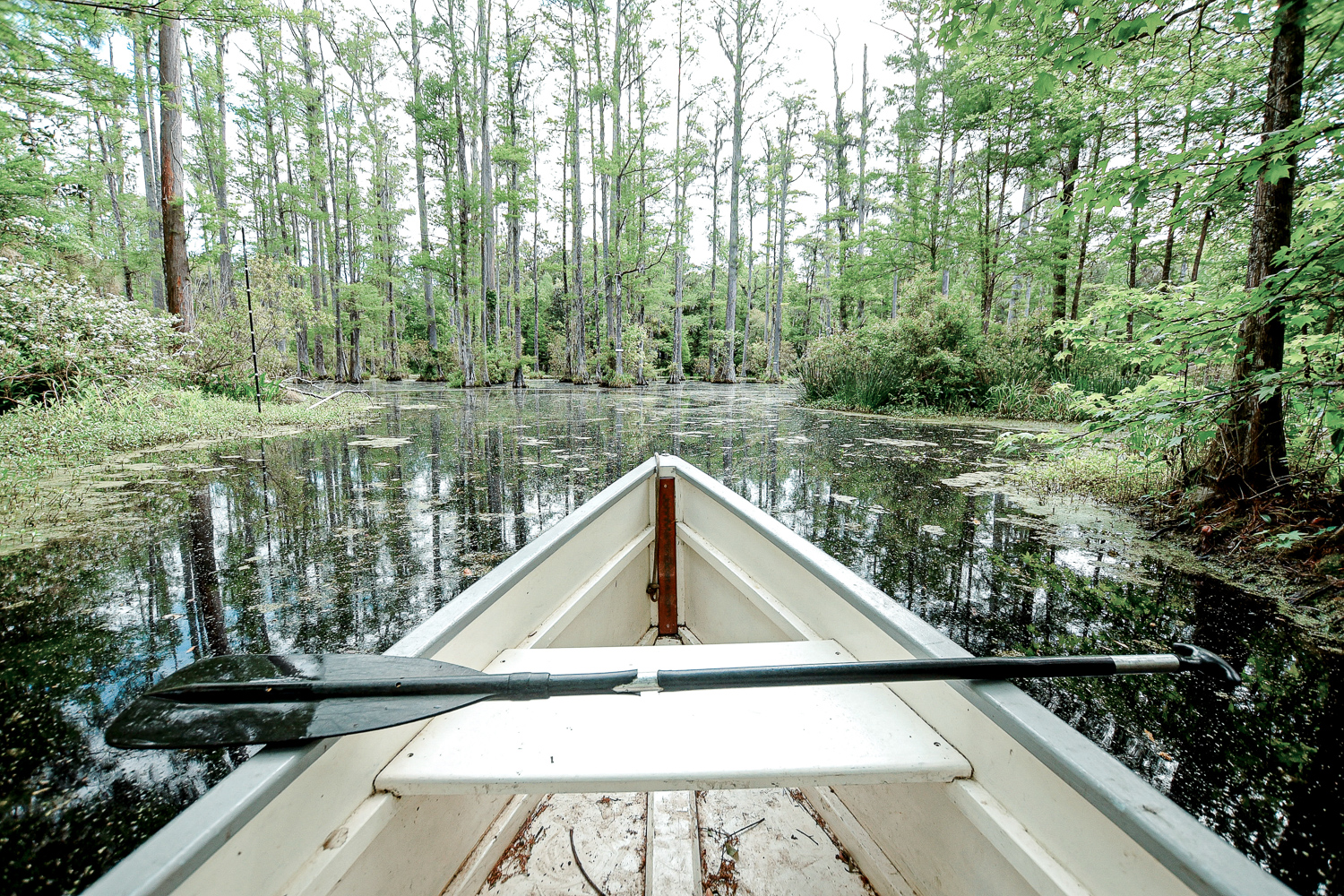 Canoing traveling through a wetland