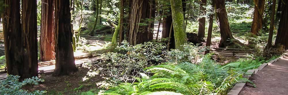 Image of Yurt