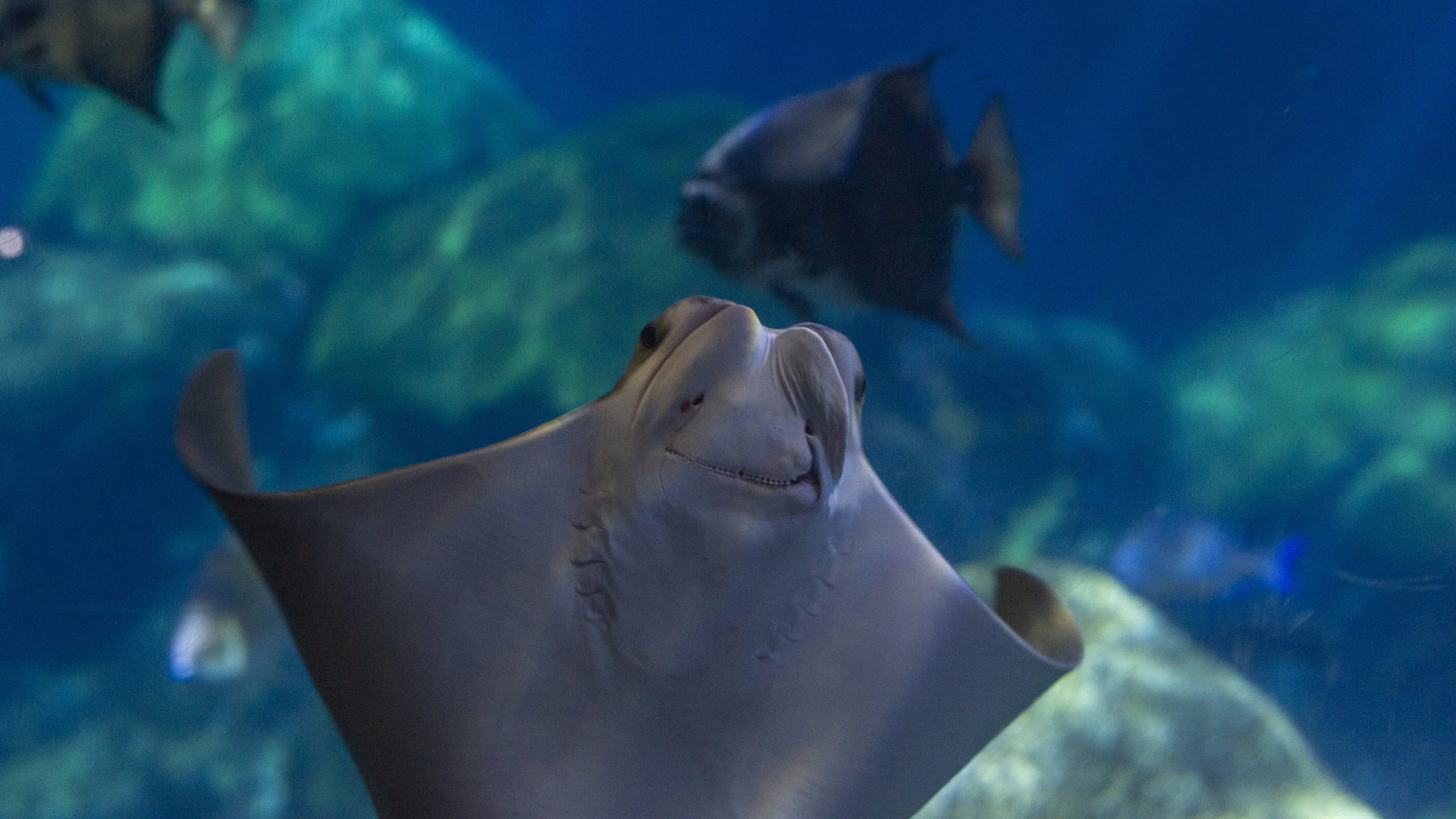 A cownose ray swimming